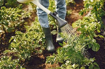 Quality Tested & Certified Seeds