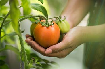 Smart Seed Management System
