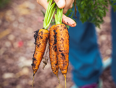 Hybrid Seed Varieties