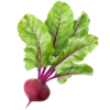 Beetroot