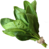 SPINACH